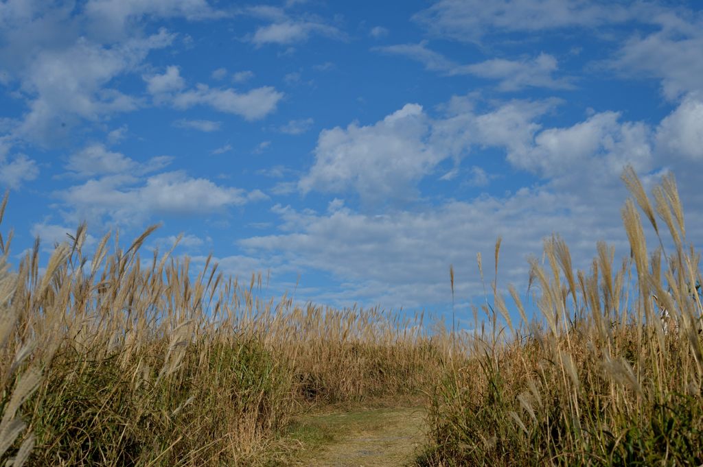 すすきの道
