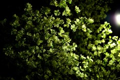 夜のハナミズキ