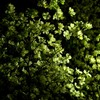 夜のハナミズキ
