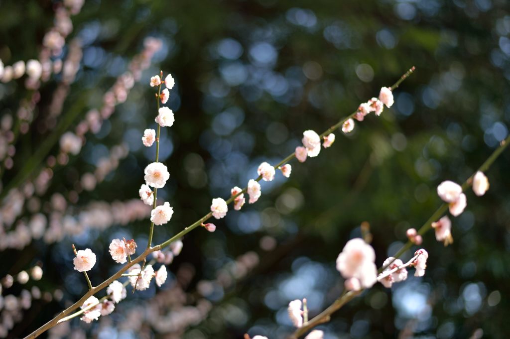 梅