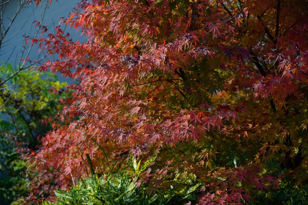 紅葉