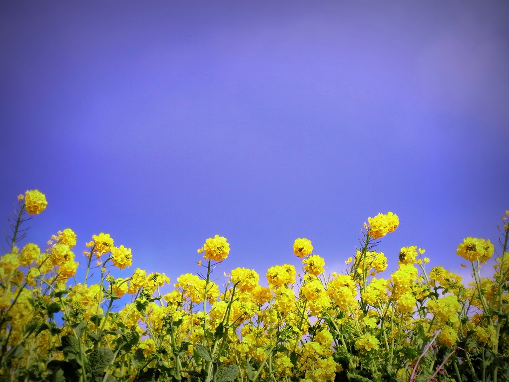 希望の苗を植えていこうよ