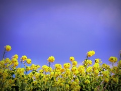 希望の苗を植えていこうよ