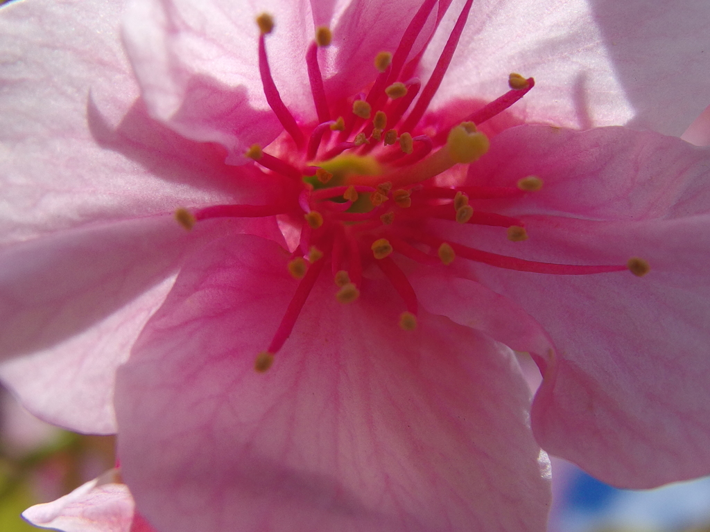 濃いピンク（マクロ）