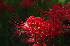 彼岸花