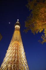 月と松と・・・