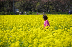 菜の花畑の少女
