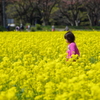 菜の花畑の少女