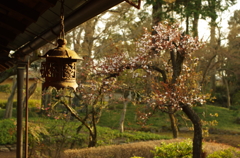 吊り燈篭と桜