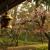 吊り燈篭と桜