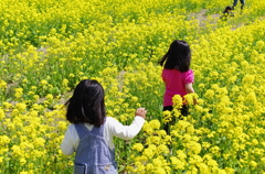 菜の花畑でつかまえて