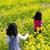 菜の花畑でつかまえて