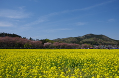 青と黄と・・・