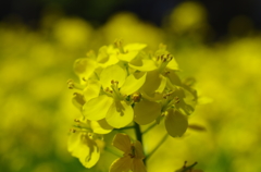 菜の花
