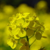 菜の花