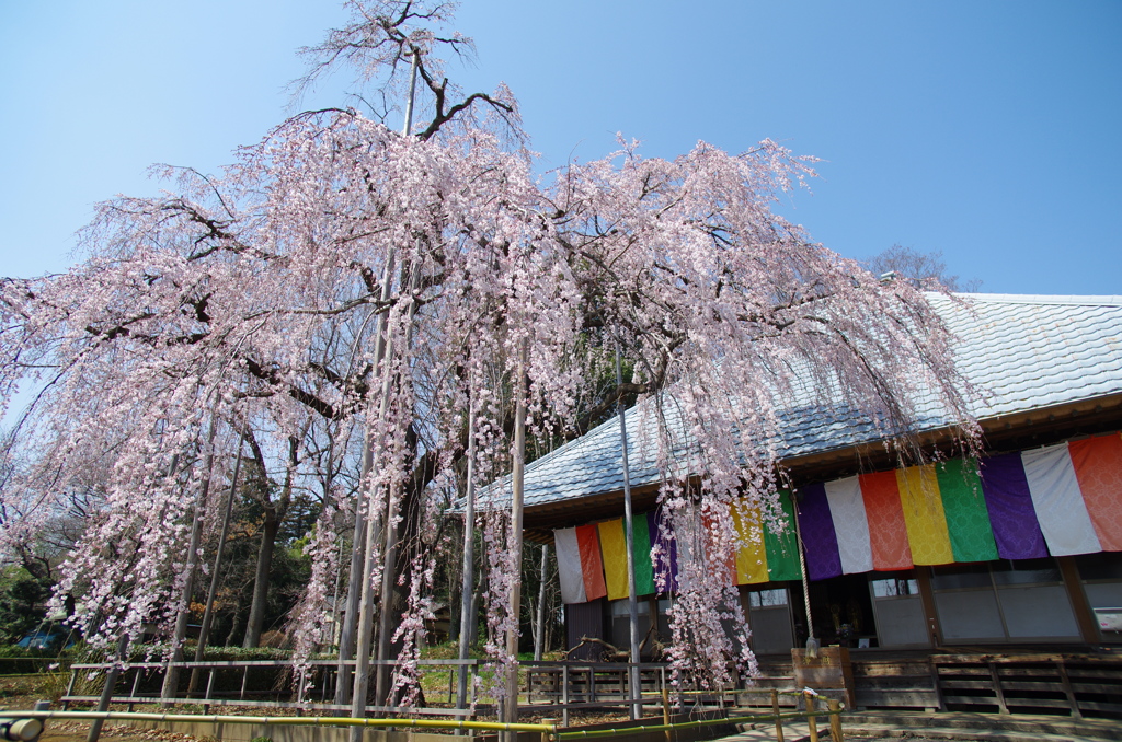 古桜