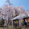 古桜