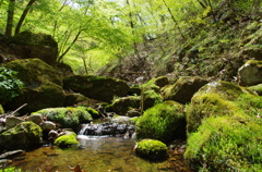 緑の中で