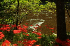 川辺の彼岸花