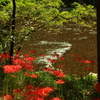 川辺の彼岸花