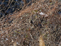 ミヤマホウジロ