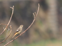 冬の散歩道の小鳥たち　ジョビコ