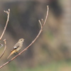 冬の散歩道の小鳥たち　ジョビコ