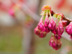 cherry buds