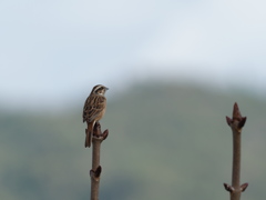 晩秋の小鳥　ホウジロ