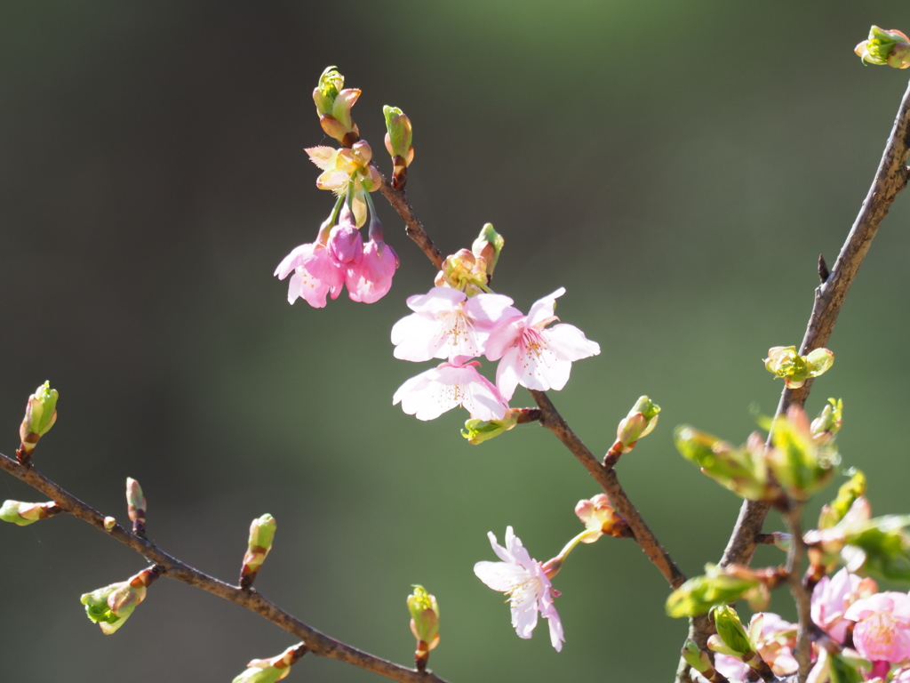 桜