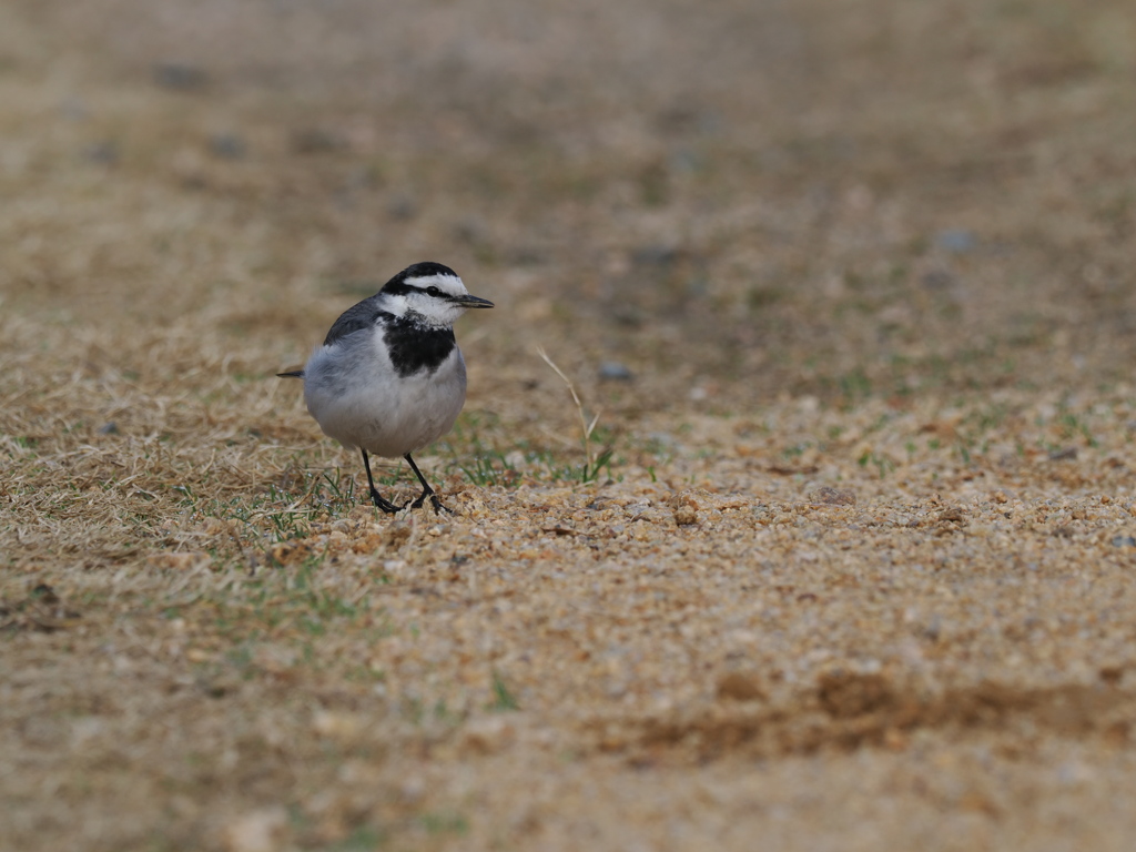 セグロセキレイ