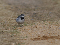 セグロセキレイ