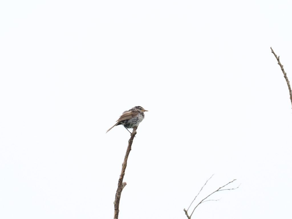 ウグイス　若鳥