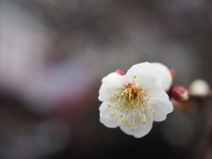 庭の梅