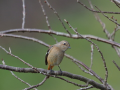 冬の散歩道の小鳥　ジョウビタキ♀