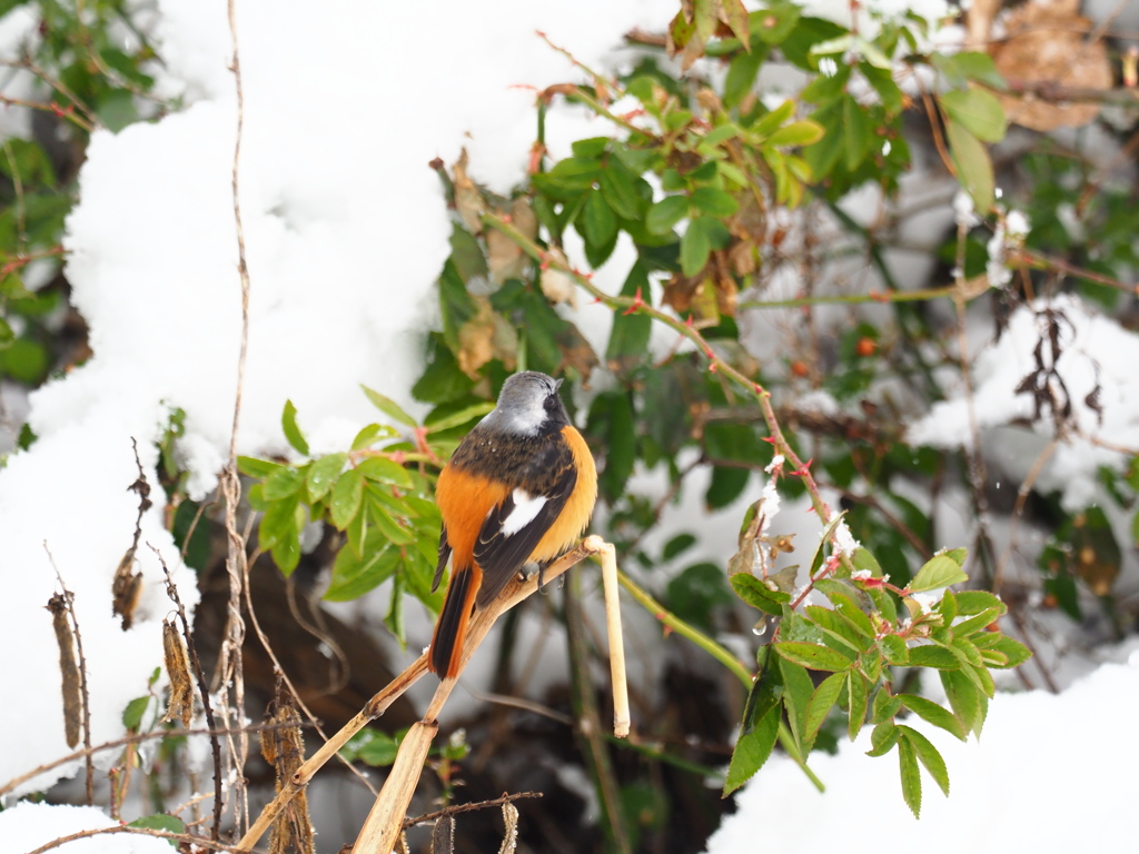 雪景色　ジョウビタキ