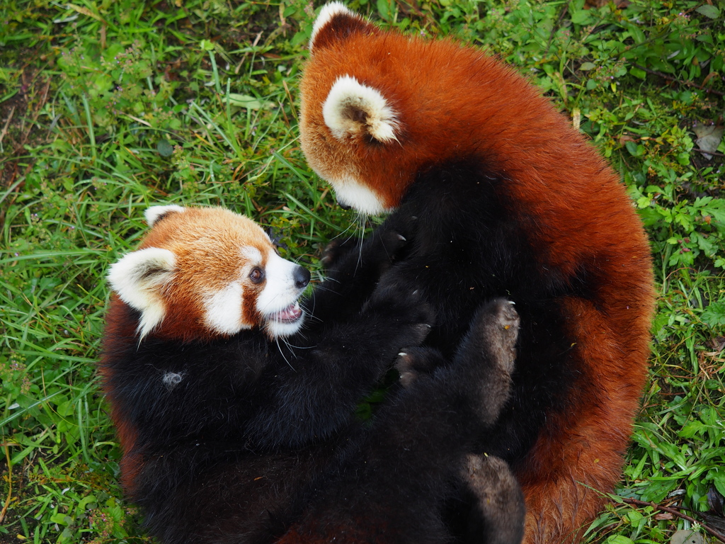 レッサーパンダ