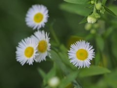 山の神への散歩道　野の花
