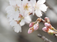 花明かり