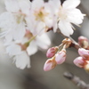 花明かり