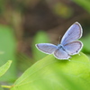 ツバメシジミ