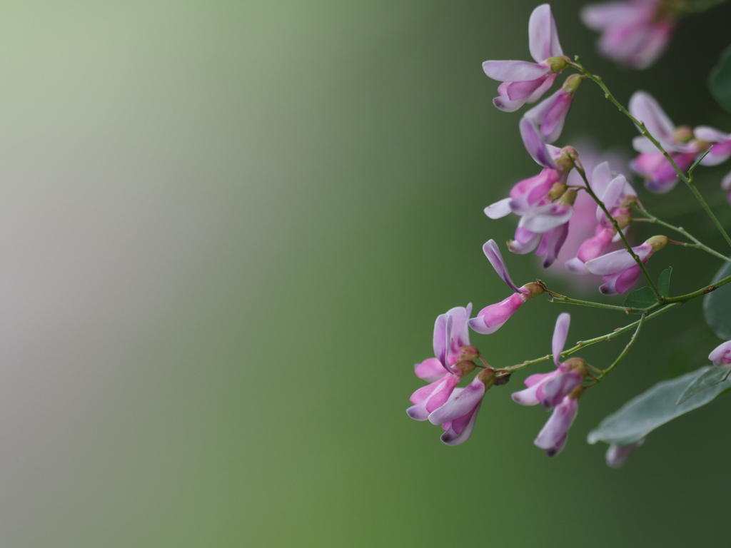 萩の花