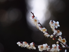 梅の花