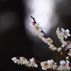 梅の花