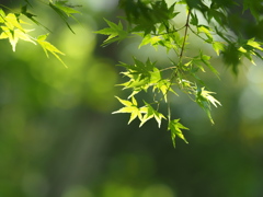 春暉