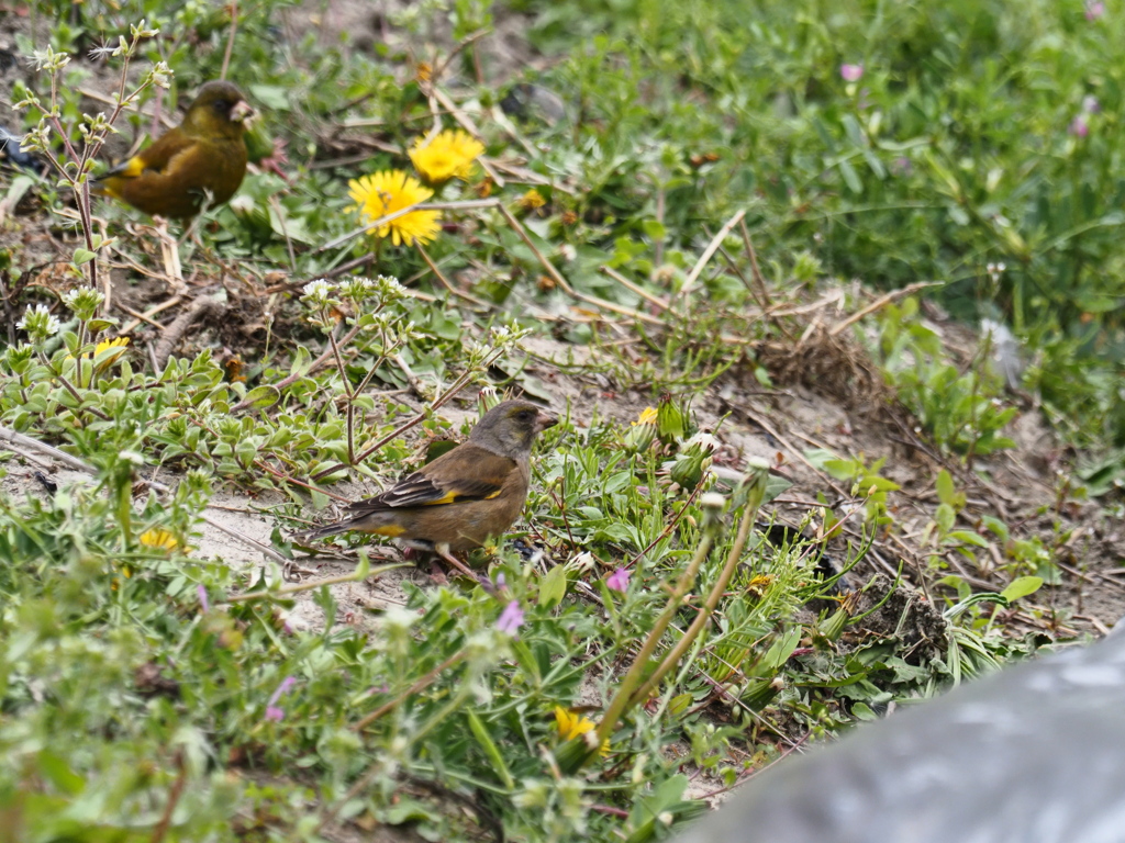 カワラヒワ