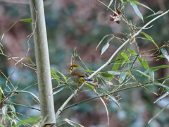 ソウシチョウ