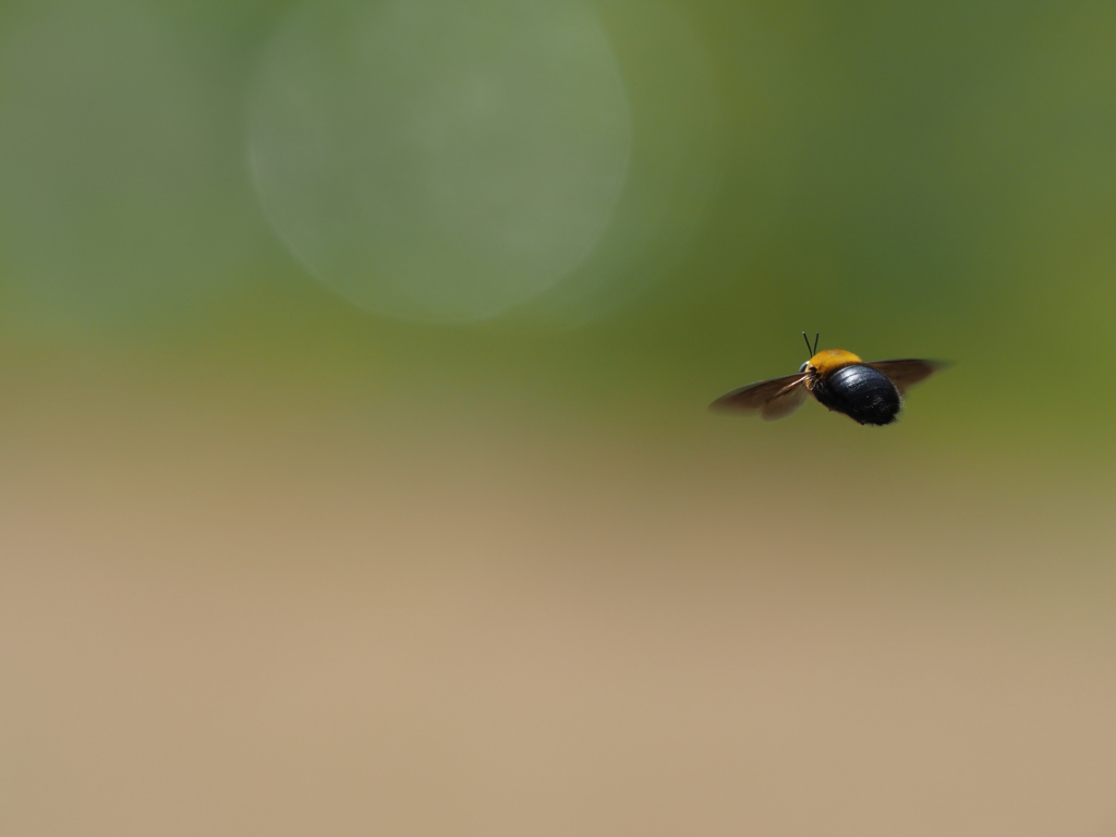 Flying Get