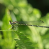 アオイトトンボ