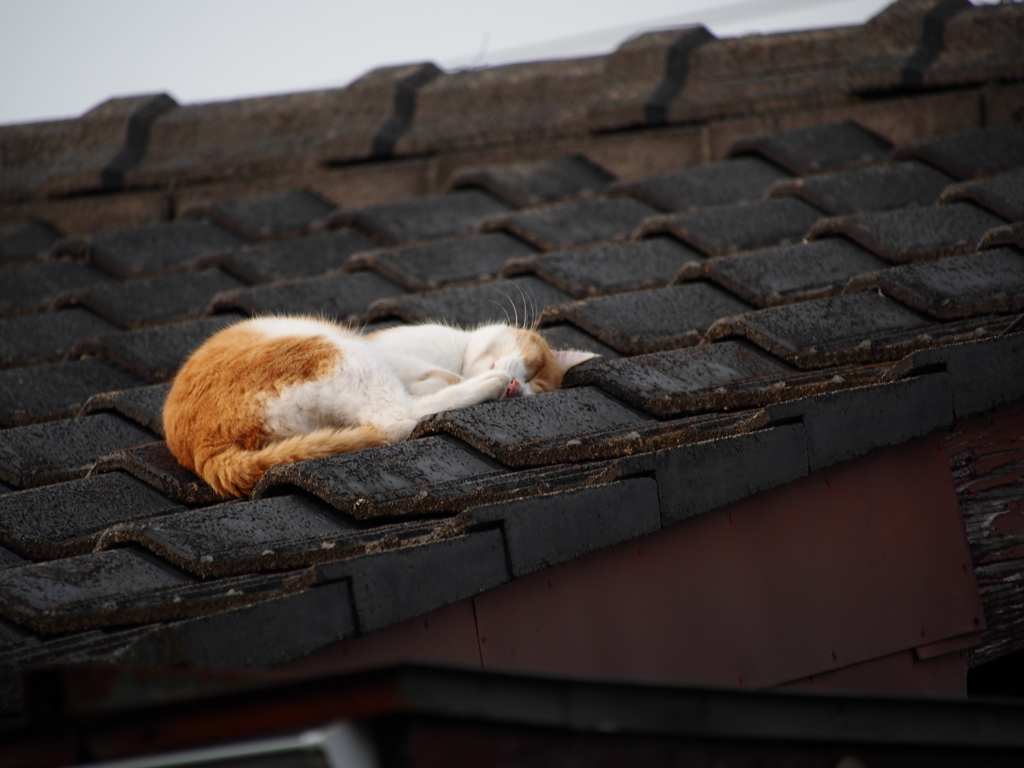 屋根の上でお昼寝